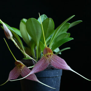 Masdevallia decumana