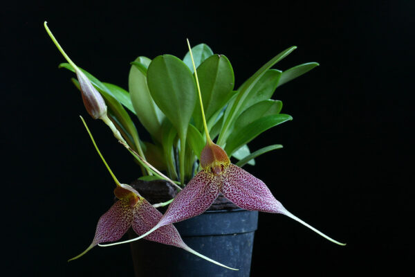 Masdevallia decumana
