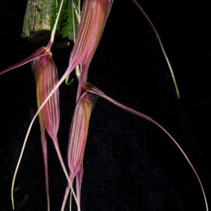 Masdevallia patula