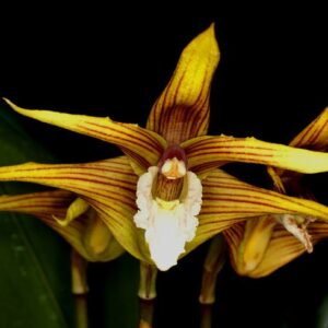 Maxillaria striata