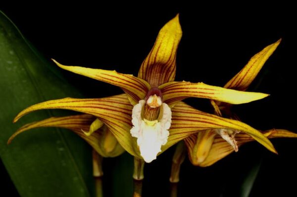 Maxillaria striata