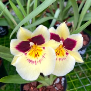 Miltoniopsis Evas Luz del Mar