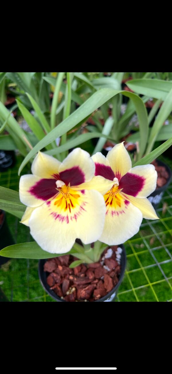 Miltoniopsis Evas Luz del Mar