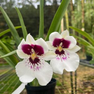 Miltoniopsis Eva's Máscara de Agua X Hajime Ono
