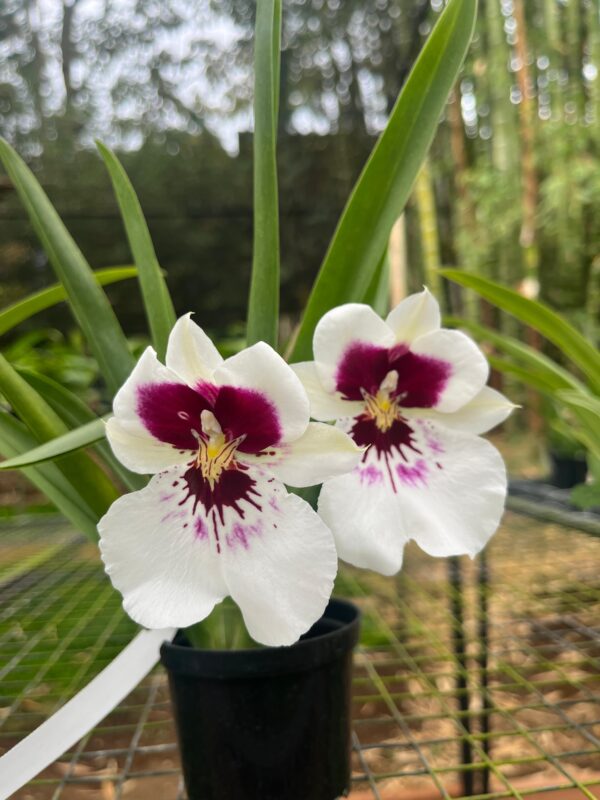 Miltoniopsis Eva's Máscara de Agua X Hajime Ono