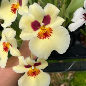 Miltoniopsis Eva's Razones Justas "Brillo Tenue"