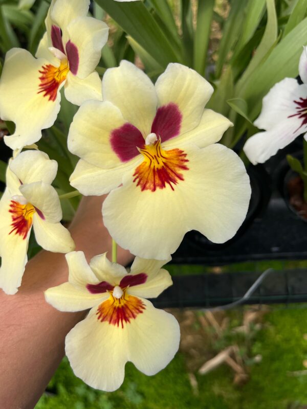 Miltoniopsis Eva's Razones Justas "Brillo Tenue"