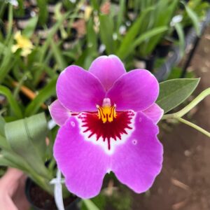 Miltoniopsis Eva's Sol y Sombra