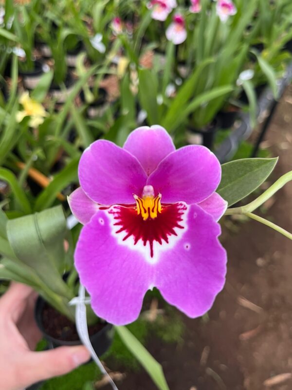 Miltoniopsis Eva's Sol y Sombra