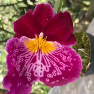 Miltoniopsis Maui Spring