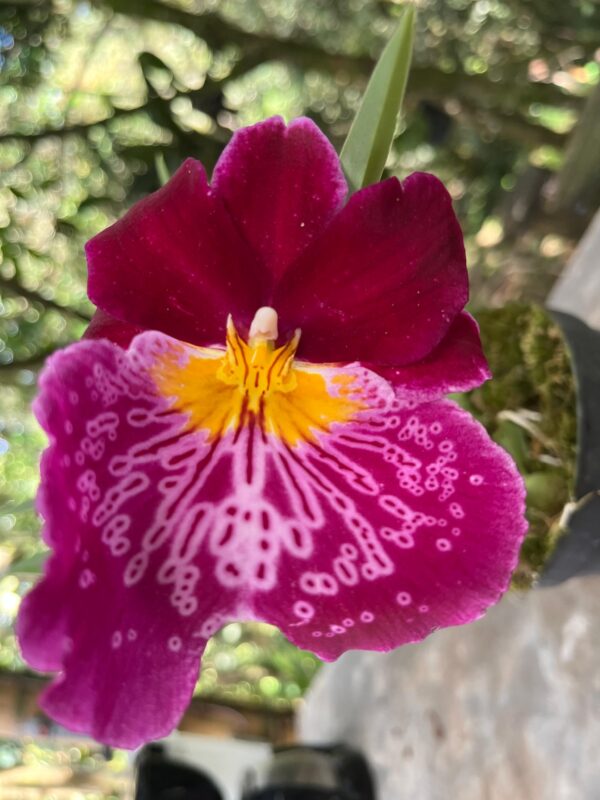 Miltoniopsis Maui Spring
