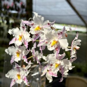 Odontoglossum crispum
