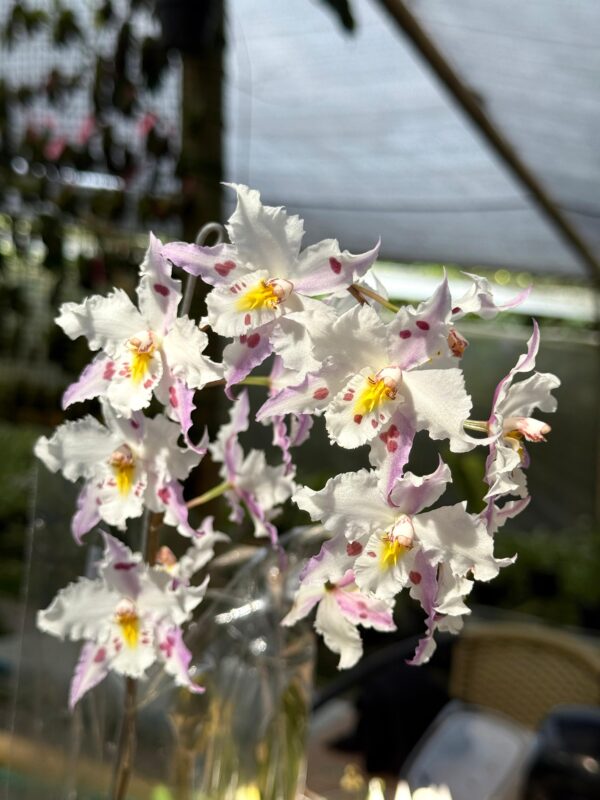 Odontoglossum crispum