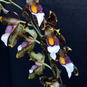 Odontolossum harryanum