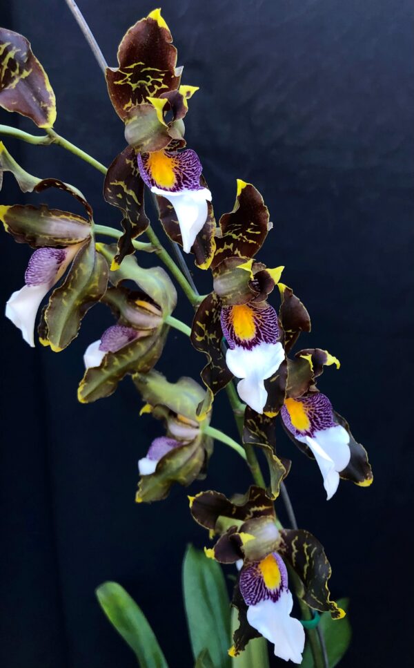 Odontolossum harryanum