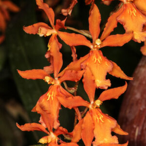 Oncidium Camilita Portilla