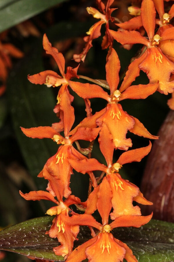 Oncidium Camilita Portilla