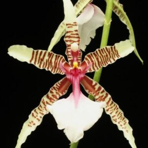 Oncidium hastilabium