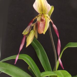 Paphiopedilum Berenice