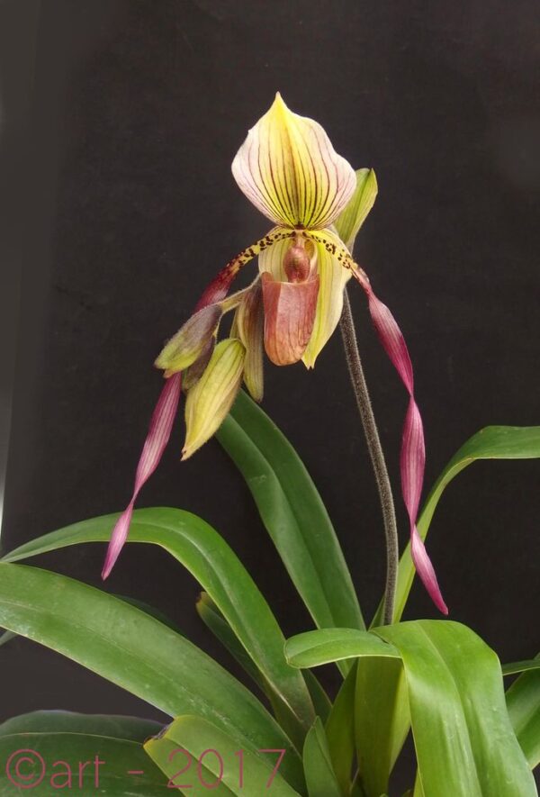 Paphiopedilum Berenice