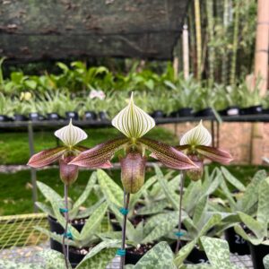 Paphiopedilum Dale Edward Lawless