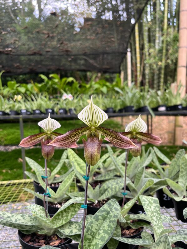 Paphiopedilum Dale Edward Lawless