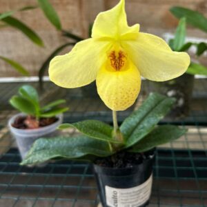 Paphiopedilum Franz Glanz