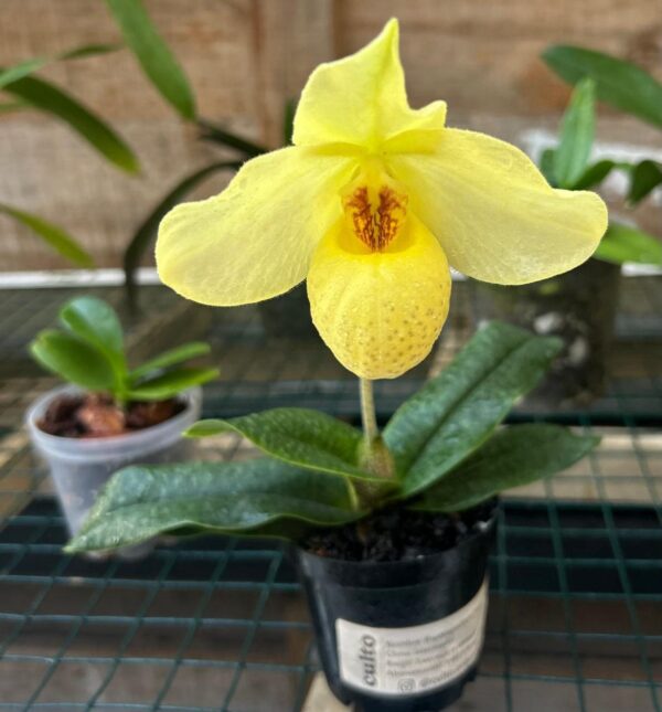 Paphiopedilum Franz Glanz