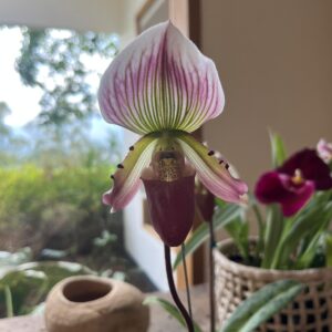 Paphiopedilum (Virginia Moffet XBlack Rook) X callosum