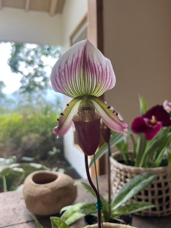 Paphiopedilum (Virginia Moffet XBlack Rook) X callosum