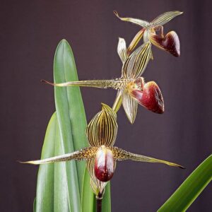 Paphiopedilum rotschildianum