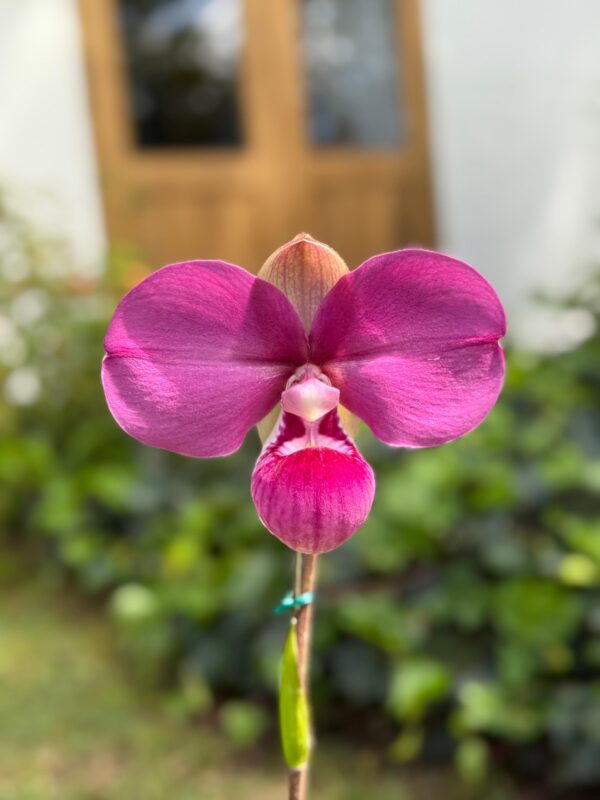 Phragmipedium Kovachii