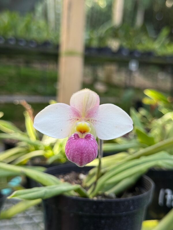 Phragmipedium manzurii