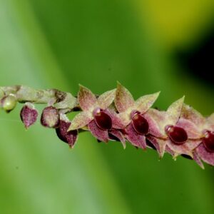 Platystele densiflora