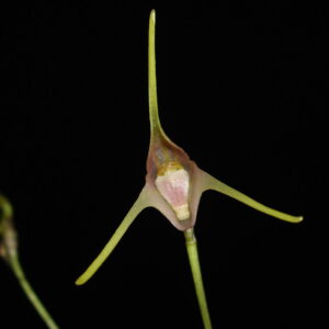 Porroglossum schramii