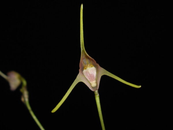 Porroglossum schramii
