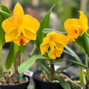 Potinara Free Spirit Armonia