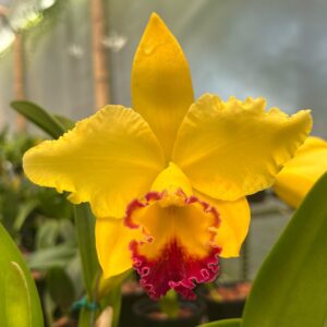 RLC Eva´s Tierna Aura "Zodiaco"