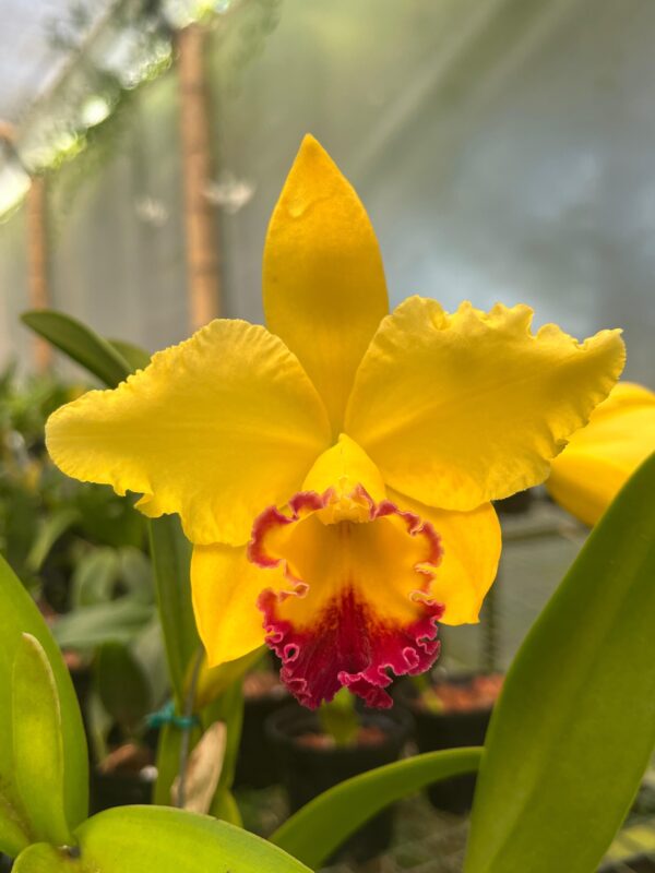 RLC Eva´s Tierna Aura "Zodiaco"