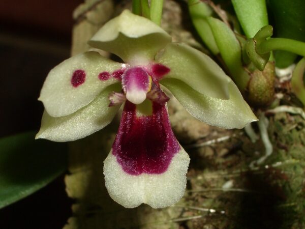 Trichocentrum longicalcaratum