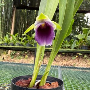 Warczewiczella discolor