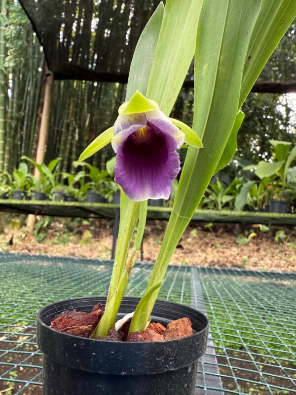 Warczewiczella discolor