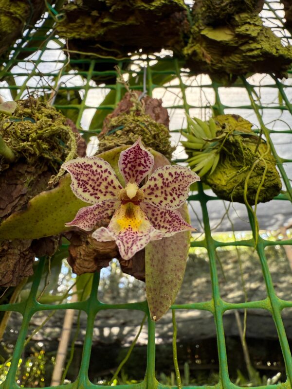 Trichocentrum pulchrum