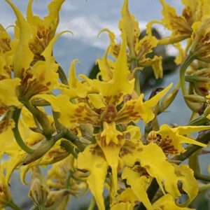 Cyrtochilum aureopurpureum