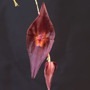 Lepanthes elegantula