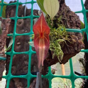 Lepanthes erythrocles