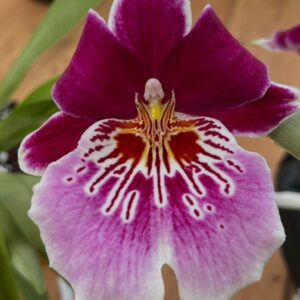 Miltoniopsis Eva’s Doncella Siempre X Maui Fusion