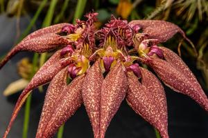 Bulbophyllum Lovely Elizabeth ""Royal Monarch""