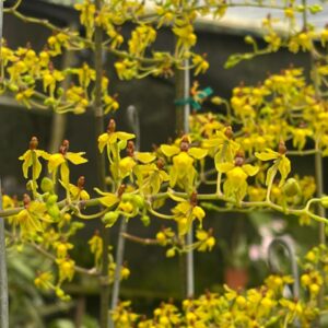 Cyrtochilum murinum