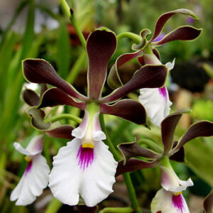 Encyclia cordigera